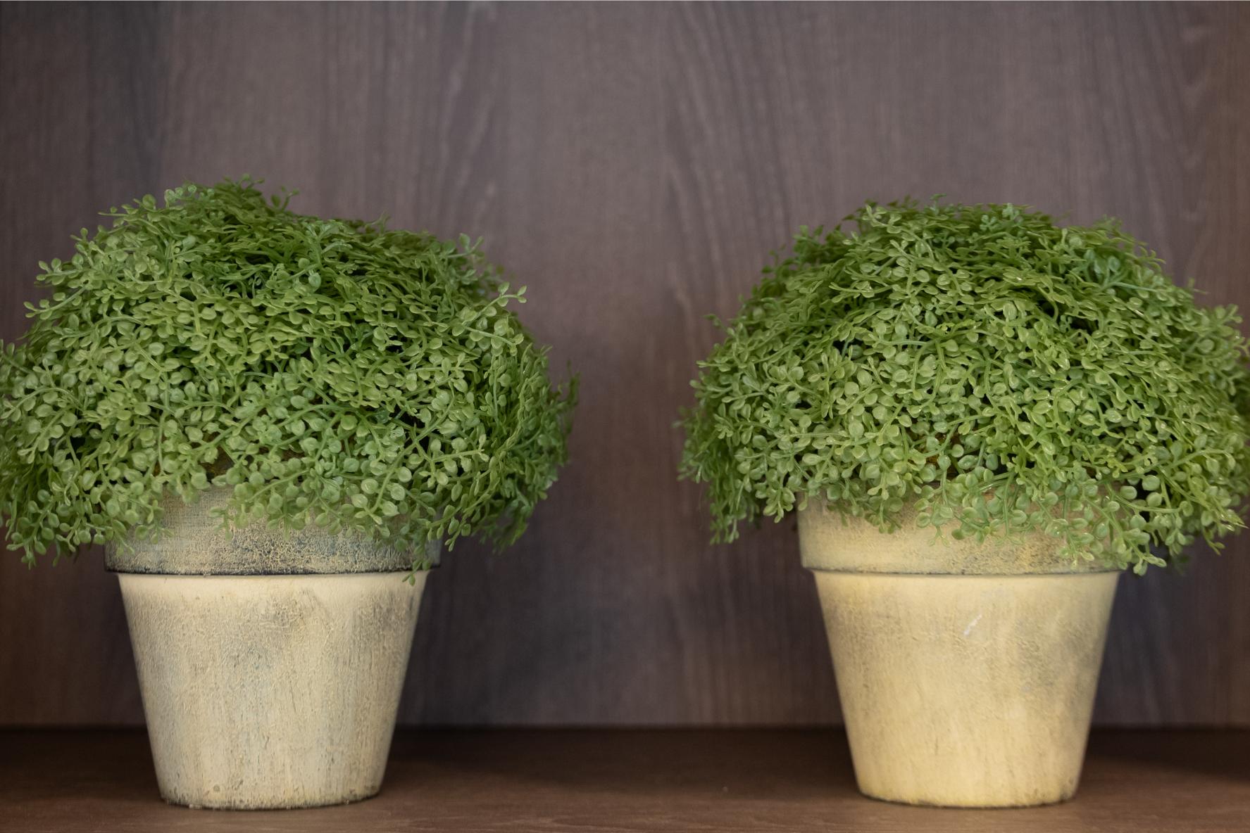 Potted-Plants